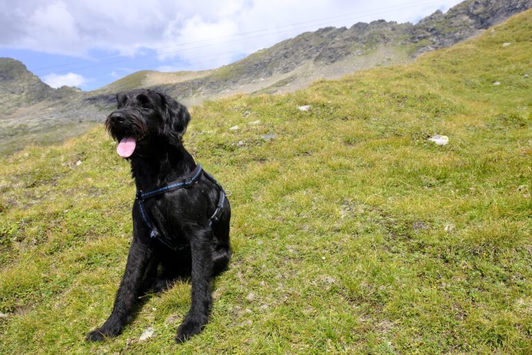 cane, trekking